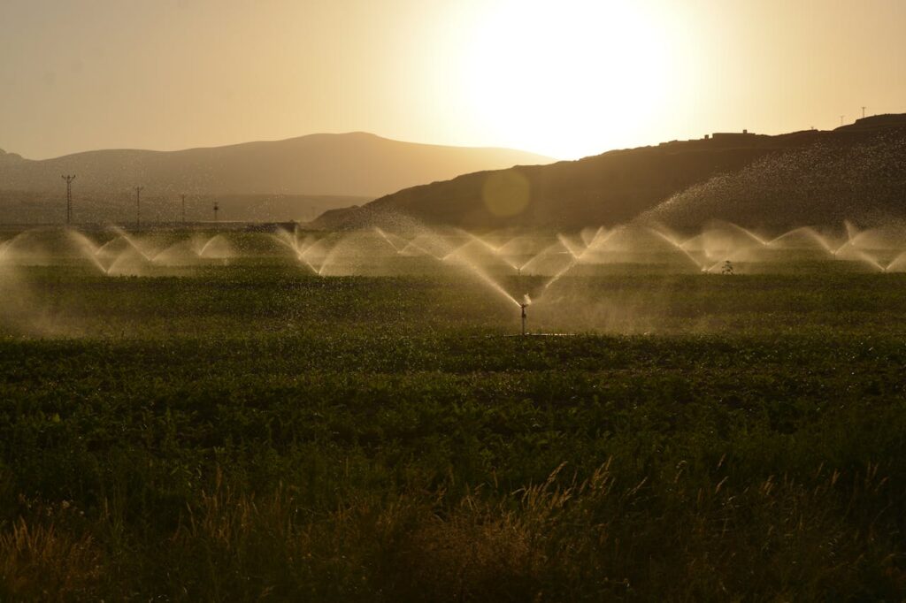Sprinkling of Grass Land during Dawn